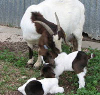Redwing Shearer's Quarters - Accommodation Great Ocean Road