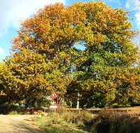 Red Rooster Host Farm - Accommodation Great Ocean Road