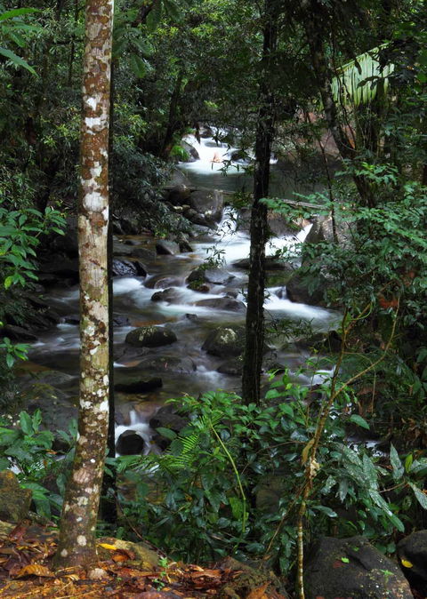Daintree Secrets (Award Winning Retreat) - Accommodation Great Ocean Road 2