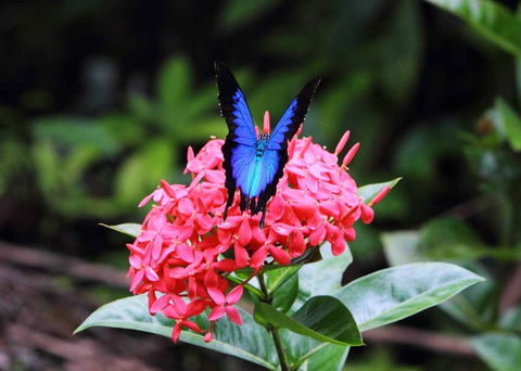 Daintree Secrets (Award Winning Retreat) - Accommodation Great Ocean Road 5