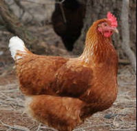 Avonmore Estate Biodynamic Winery - Accommodation Great Ocean Road