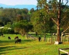 Giba Gunyah Country Cottages - Accommodation Great Ocean Road 1