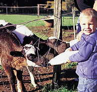 Pemberton Farm Chalets - Accommodation Great Ocean Road