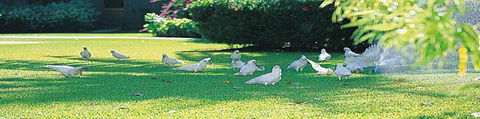 Aurora Kakadu - Accommodation Great Ocean Road 0