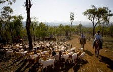 Kroombit Park At Lochenbar Station - Accommodation Great Ocean Road 1