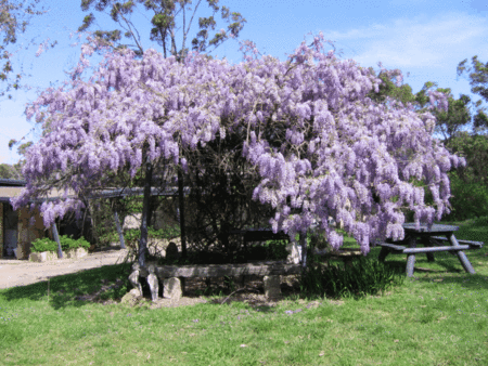 Studio Cottages Romantic Hideaway - Accommodation Great Ocean Road 5