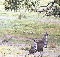 Kangaroo Ridge Retreat - Accommodation Great Ocean Road