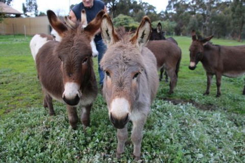 Donkey Tales Farm Cottages - Accommodation Great Ocean Road 0