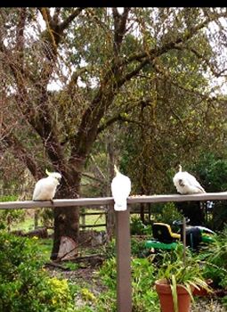 Australian Home Away @ Wonga Park Brushy Creek - Accommodation Great Ocean Road 0