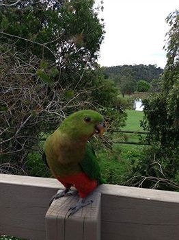 Australian Home Away @ Wonga Park Brushy Creek - Accommodation Great Ocean Road 2