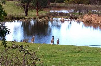 Australian Home Away @ Wonga Park Brushy Creek - Accommodation Great Ocean Road 8