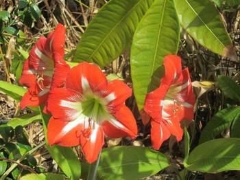 Sunshine Valley Cottages - Accommodation Great Ocean Road 2