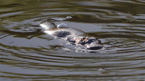 Cave Hill Creek - Accommodation Great Ocean Road 4