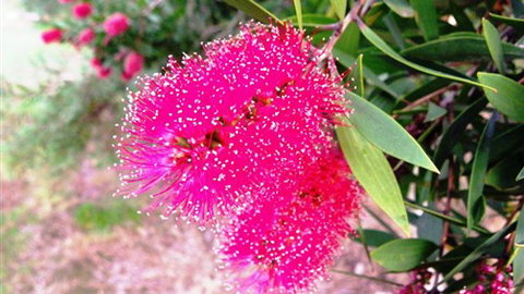 Sweetwater Stays Rural Retreat - Accommodation Great Ocean Road 4