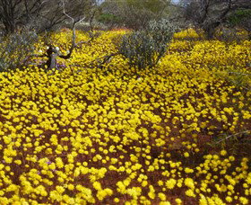 Yalgoo Caravan Park - Accommodation Great Ocean Road 3