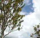 Glen Villa Resort and Tourist Park Casino - Accommodation Great Ocean Road