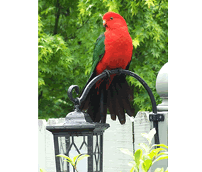 Shelton-lea Bed & Breakfast - Accommodation Great Ocean Road 5