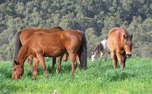 Mansfield Cottage Barrington Tops Accommodation - Accommodation Great Ocean Road 1