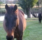 Reynella Kosciusko Rides Accommodation - Accommodation Great Ocean Road