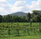 Jessica's Guest House and Vineyard - Accommodation Great Ocean Road
