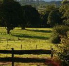 Pines on the Plateau - Accommodation Great Ocean Road