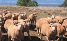 Dairy Flat Farm Holiday - Accommodation Great Ocean Road 3