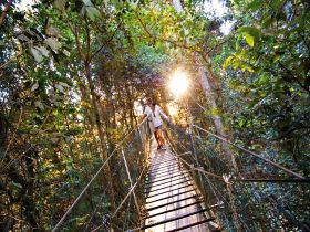 O'Reilly's Rainforest Retreat - Accommodation Great Ocean Road 0