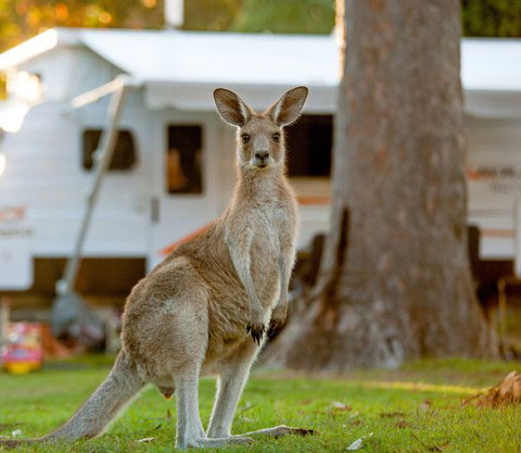 BIG4 Sunshine South West Rocks Holiday Park - Accommodation Great Ocean Road 5