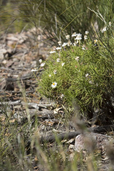 Kroombit Tops National Park Camping Ground - Accommodation Great Ocean Road 1