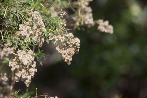 Kroombit Tops National Park Camping Ground - Accommodation Great Ocean Road 2