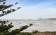 Willows - thumb 9