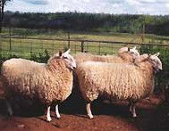 Camerons Farmstay - Accommodation Great Ocean Road 2