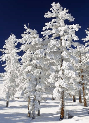 Mt Buller Apartment Management Services - Accommodation Great Ocean Road 0