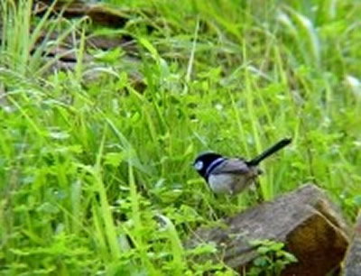 Morialta Bed And Breakfast - Accommodation Great Ocean Road 0