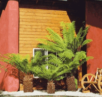 Whispering Spirit Cottage  Miniature Pony Stud - Accommodation Great Ocean Road