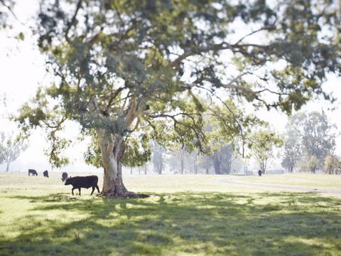 WillOaks B&B - Accommodation Great Ocean Road 7