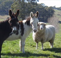 Avaleigh Elms Farmstay - Accommodation Great Ocean Road