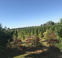 Rutherglen Christmas Trees Farm Stay - Accommodation Great Ocean Road