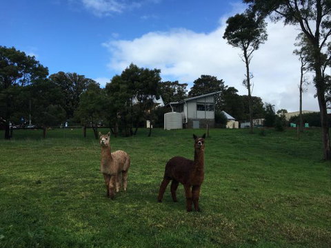 The Old Drik Drik Schoolhouse Retreat - Accommodation Great Ocean Road 5