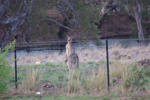 Yalooka Farm - Accommodation Great Ocean Road 9