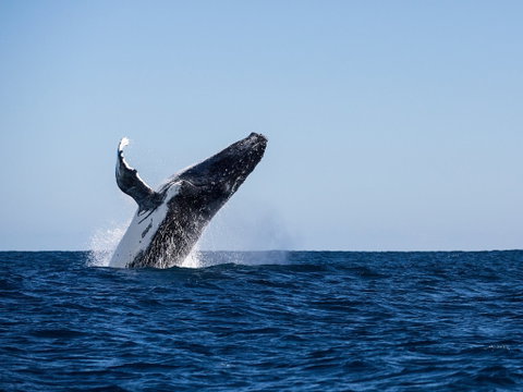 Sal Salis Ningaloo Reef - Accommodation Great Ocean Road 2