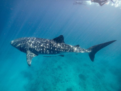 Sal Salis Ningaloo Reef - Accommodation Great Ocean Road 6
