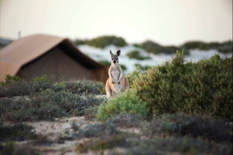 Sal Salis Ningaloo Reef - Accommodation Great Ocean Road 10