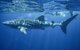 Sal Salis Ningaloo Reef - thumb 11