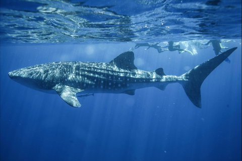 Sal Salis Ningaloo Reef - Accommodation Great Ocean Road 11