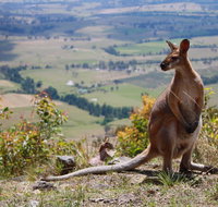 Eaglereach Wilderness Resort - Accommodation Great Ocean Road