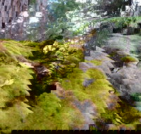 Fernhook Falls Camp at Mount Frankland South National Park - Accommodation Great Ocean Road