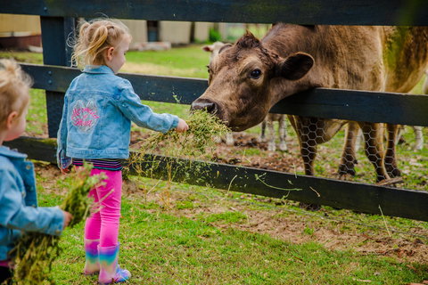 Tobruk Sydney Farm Stay - Accommodation Great Ocean Road 2