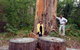 Northcliffe Bibbulmun Break Motel - thumb 4