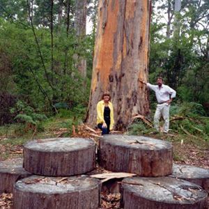 Northcliffe Bibbulmun Break Motel - Accommodation Great Ocean Road 4